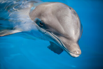 close up portrait of dolphin peaking out of water look eye