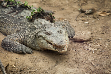 Telephoto medium close up of crocodile on the dirt with open mouth
