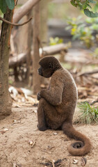 brown Thinking monkey, staring out, posing, tail