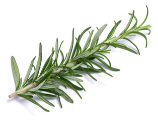 Fototapeta premium fresh rosemary branch isolated on white background