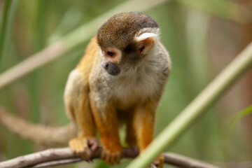 close up of small monkey on tree branches looking around