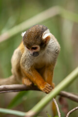 close up of small monkey on tree branches looking around