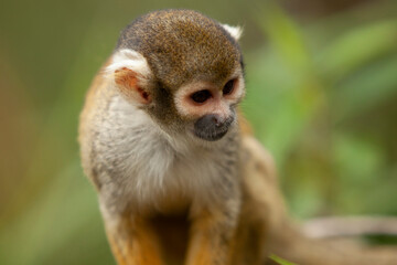close up of small monkey on tree branches looking around