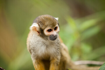 Close up telephoto Saimiri monkey staring at the horizon on a branch