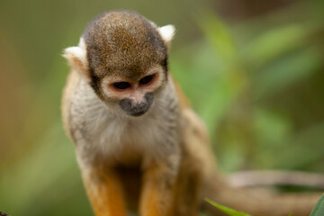 close up of small monkey on tree branches looking around