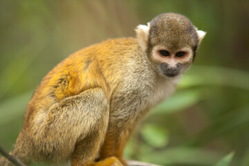 Close up telephoto Saimiri monkey staring at the camera on a branch
