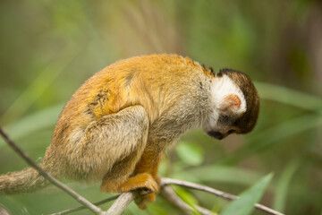 Close up telephoto Saimiri monkey balancing on a branch, primate,