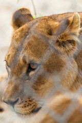telephoto close up of caged female lion sad resting