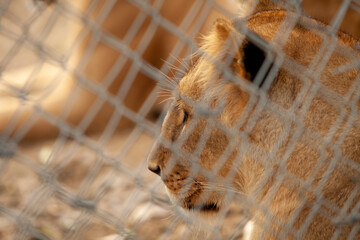 telephoto close up of caged female lion sad resting