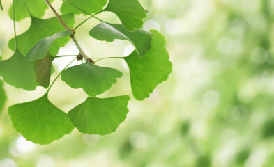 Fototapeta na wymiar Gingko biloba tree closed up green leaves on blurred outdoor background