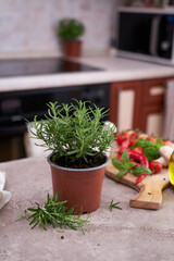 fresh green rosemary pot on the table at domestic home