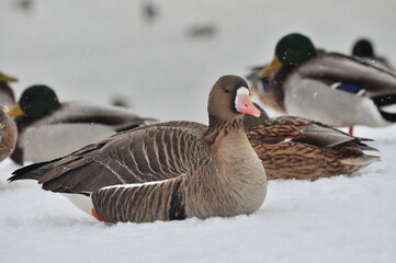 Duck is a representative of birds from several genera of the duck family: piebald ducks, diving ducks, savki, river ducks, steamer ducks, musk ducks and crumbs; in total, more than 110 species.
