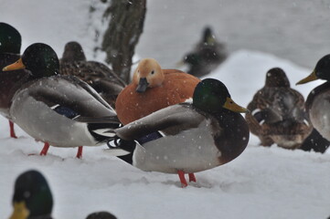 Duck is a representative of birds from several genera of the duck family: piebald ducks, diving ducks, savki, river ducks, steamer ducks, musk ducks and crumbs; in total, more than 110 species.
