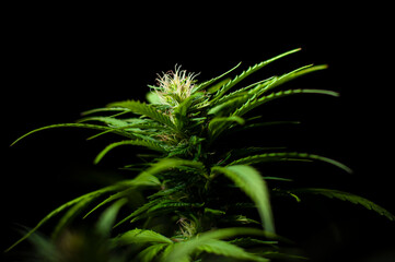 Cannabis Hanf Pflanze