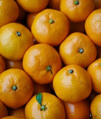 신선한 유기농 과일 귤