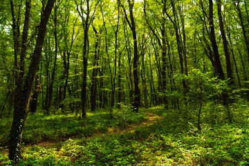 Fototapeta na wymiar Sun beams through thick trees branches in dense green forest
