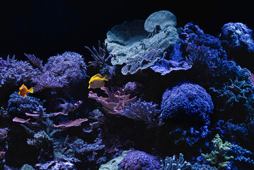 Closeup of a colorful coral reef in aquarium. Background - obrazy, fototapety, plakaty