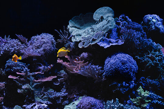 Closeup of a colorful coral reef in aquarium. Background