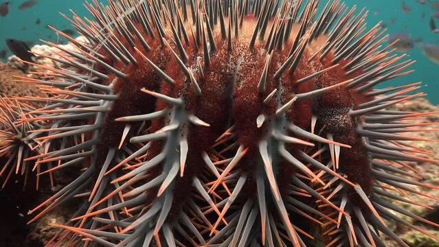 Crown-of-thorns starfish is changing its color from red to white after camera pushed it  