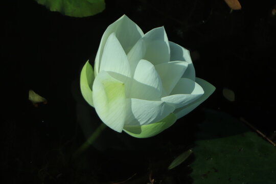 White lotus flower or water lily. Royalty high-quality free stock .image of white lotus flower. The background is lotus leaf and lotus bud in a pond. Beautiful sunlight and sunshine in the morning