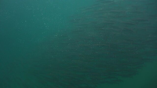 A group of barracuda swam past the operator and left a lot of bubbles behind. Fish farted