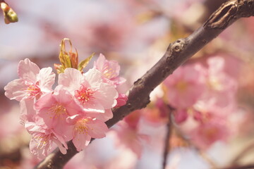 桜