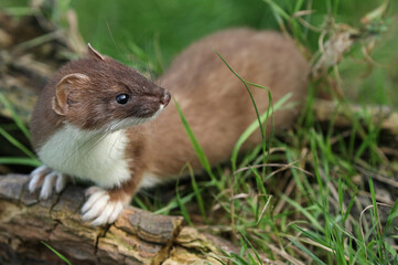 A Stoat, Mustela Erminea, hunting around for food in a pile of logs.	