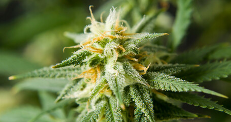 marihuana cbd thc bud flowering harvest trichomes cannabis flower