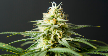 marihuana cbd thc bud flowering harvest trichomes cannabis flower
