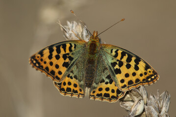 A rare female Queen of Spain Fritillary Butterfly, Issoria lathonia, resting on an ear of wheat with spread wings enjoying the autumn sunshine in Kent, UK.