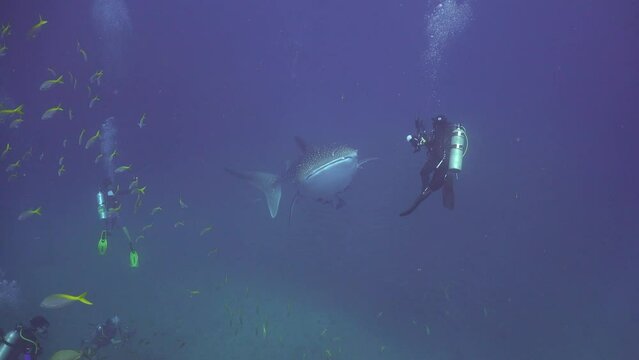 An underwater photographer in a hat takes a photo of a whale shark. The shark swims away from him in my direction and beautifully swims diagonally above me in the frame