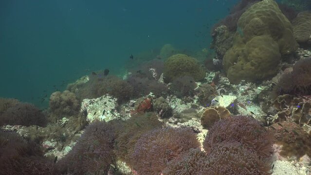 Two Black-tipped Groupers( Epinephelus fasciat)  fighting in front of the camera. Mouth to mouth. 