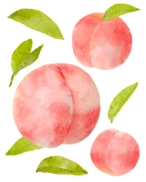 手描きの桃の水彩イラストセット。装飾イラスト。