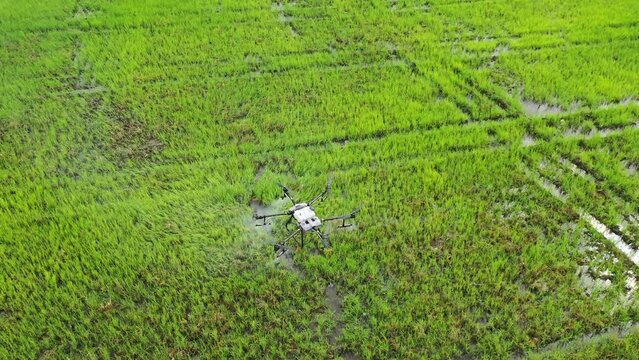 Fumigation drone, over corn and rice fields