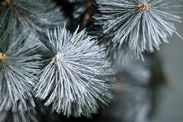 Christmas decorations &mdash; balls, figurines and other decorations that decorate a New Year (or Christmas) tree, as well as the interior and exterior of the room for the Christmas holiday.