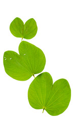 Fototapeta na wymiar Indian Festival Dussehra , green leaf and rice