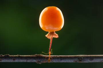 strong weaver ants Oecophylla smaragdina lifting big groundcherry with bokeh background 