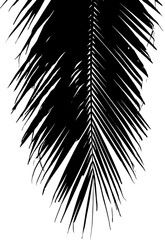 Obraz premium Black palm leaves silhouette on white background. Vector illustration