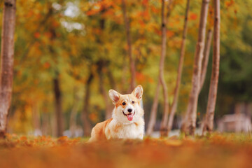 Autumn mood happy corgi dog lie on yellow grass in park