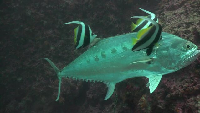 The Talang Queenfish (Scomberoides commersonnianus) calm and stays close to the camera while banner fish cleans it 