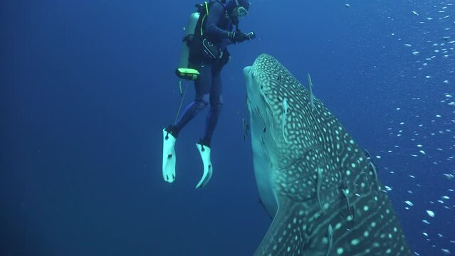 Whale shark "attacks"scuba diver. He doesn't want to touch whale shark but finally he push it away. Trying to push it away