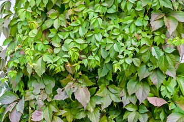 Green wall of plant leaves