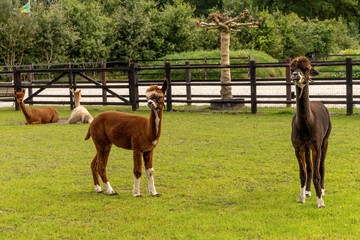 Four different colored alpacas on a green grass meadow. Two lying and two standing in the foreground, relaxed position. Wooden fence in the background. Curious funny animals, wear a halter. Four