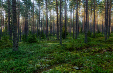 Obraz premium Sunbeams shining through natural forest of pine trees