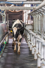 Cow walking in a cowshed to be milked