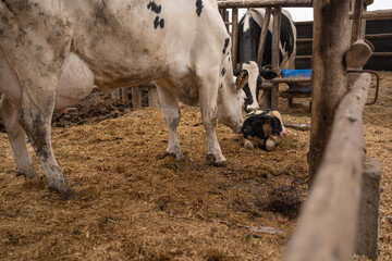 Cows sniffing a newborn calf on a farm © Guillermo Spelucin