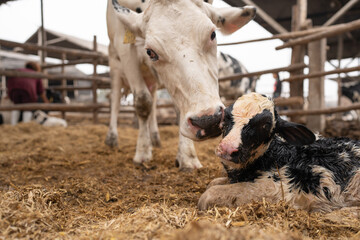 Cow sniffing a newborn calf in a dirty stable