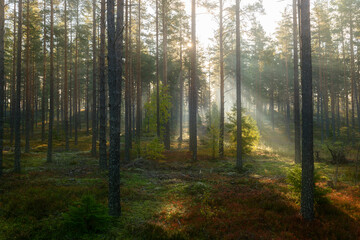 Sunbeams shining through natural forest of pine trees