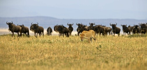 Hunter female lion, lioness standing alone in front of a herd of wildebeests, predator and the prey - obrazy, fototapety, plakaty