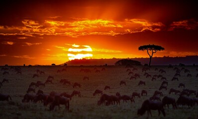 Herd of wild animals grazing in savanna captured during sunset with a burning bright sun